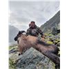 Image 2 : 5-DAY BULL TAHR HUNT FOR 1 HUNTER