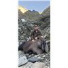 Image 3 : 5-DAY BULL TAHR HUNT FOR 1 HUNTER