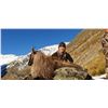 Image 8 : 5-DAY BULL TAHR HUNT FOR 1 HUNTER