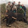 Image 2 : 3-DAY AOUDAD AND MEXICAN FERAL FIGHTING BULL HUNT FOR 1 HUNTER & 1 NON-HUNTER