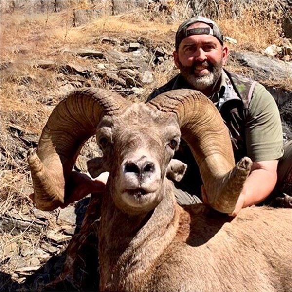 IDAHO BIGHORN SHEEP