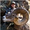 Image 2 : IDAHO BIGHORN SHEEP