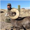 Image 2 : STATE OF NEVADA NELSON DESERT BIGHORN SHEEP TAG 2025