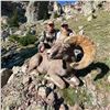 Image 2 : WYOMING ROCKY MOUNTAIN BIGHORN SHEEP LICENSE