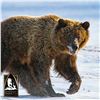 Image 2 : 14-DAY SPRING ARCTIC GRIZZLY BEAR ADVENTURE (Tag and license are not included)