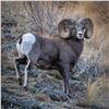 Image 2 : BRITISH COLUMBIA MOUNTAIN SHEEP SPECIAL HUNTING PERMIT