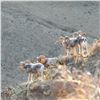 Image 2 : ALTAI ARGALI CONSERVATION PERMIT IN MONGOLIA