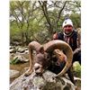 Image 2 : 5 - DAY IBERIAN MOUFLON SHEEP HUNT FOR 2 HUNTERS