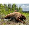 Image 2 : 5-DAY FULLY GUIDED BLACK BEAR HUNT FOR 1 HUNTER - LADIES ONLY HUNT!
