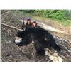 Image 3 : 5-DAY FULLY GUIDED BLACK BEAR HUNT FOR 1 HUNTER - LADIES ONLY HUNT!