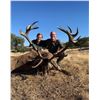 Image 2 : 4 - DAY HUNT FOR 2 HUNTERS IN SPAIN INCLUDING 2 MOUFLON SHEEP, OR 2 RED STAG OR 2 ROE DEER  (Hunter'