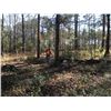 Image 2 : 1 1/2 DAY DUCK HUNT AT THE WHITE HOUSE PLANTATION IN SOUTH CAROLINA FOR 2 HUNTERS