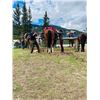 Image 5 : Cassiar Cleanse 2025- Yoga and Horseback Trip