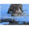 Image 2 : 12-DAY MARCO POLO HUNT IN KYRGYZ REPUBLIC FOR 1 HUNTER