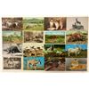 Image 1 : Animal Postcards 700+