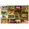 Image 2 : Animal Postcards 700+