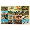 Image 2 : Animals - Birds Approx. 425 Postcards