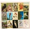 Image 3 : Animals - Birds Approx. 425 Postcards