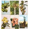 Image 1 : Hawaii Postcards 29