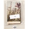Image 11 : Black Americana 70+ Postcards