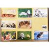 Image 1 : Chimpanzee Trading Card Album Approx. 160