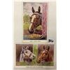 Image 2 : Animals - Horse Greeting Postcards 10