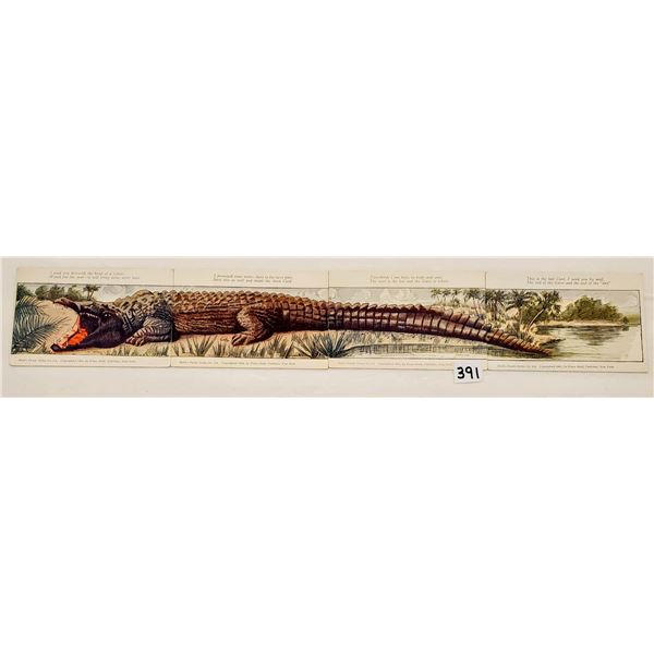 Novelty - Alligator Installment Set 4 Postcards