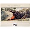Image 2 : Novelty - Alligator Installment Set 4 Postcards