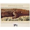 Image 3 : Novelty - Alligator Installment Set 4 Postcards