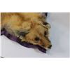 Image 2 : 42'' Tanned Fox Fur Rug - Skin is Very Delicate