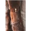 Image 3 : Muskrat? Long Fur Coat