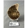 Image 1 : Ammonite Fossil. Retails $380.00