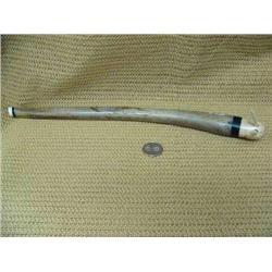 13.5" ancient walrus oosik with fossilized ivory walrus head (2)