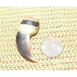 CHOICE on 3 2.5" polar bear claws mounted with fossilized and white ivory pendants: Fossilized ivory