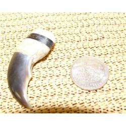 CHOICE on 3 2.5" polar bear claws mounted with fossilized and white ivory pendants: white ivory