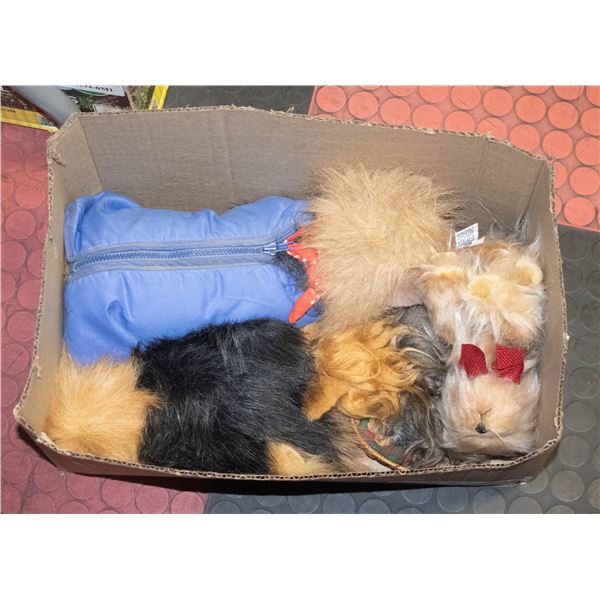 ASSORTED BOX OF PUFF YORKIE