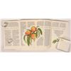 Image 3 : California Book Club Pair [179431]