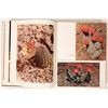 Image 6 : Cacti of the Southwest, Book, [181946]