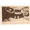 Image 2 : Angels Camp Postcards c1906 on (8) [185572]