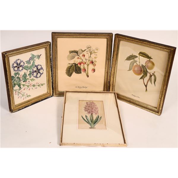 Flower Prints in Frames, Antique,  4 [176505]