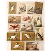 Image 1 : Bird & Flower Themed Trade Cards (14) [177771]
