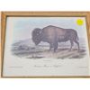 Image 2 : RCMP trucker hat & Framed Buffalo print - 8x10"