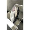Image 2 : ORTHOCERAS FOSSIL RETAIL $400