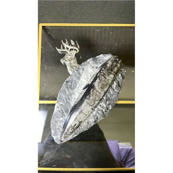ORTHOCERAS FOSSIL RETAIL $600