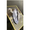 Image 3 : ORTHOCERAS FOSSIL RETAIL $600