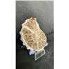 Image 3 : AMMONITE FOSSIL RETAIL $400