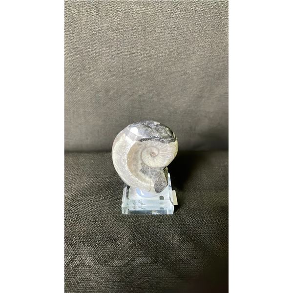 ORTHOCERAS AMMONITE FOSSIL RETAIL $400