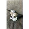 Image 2 : ORTHOCERAS AMMONITE FOSSIL RETAIL $400