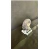 Image 3 : ORTHOCERAS AMMONITE FOSSIL RETAIL $400