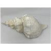 Image 2 : Large Seashell
